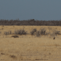 Lion Jackal Vulture dueling over zebra&nbsp;carcass