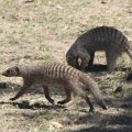 Mongoose