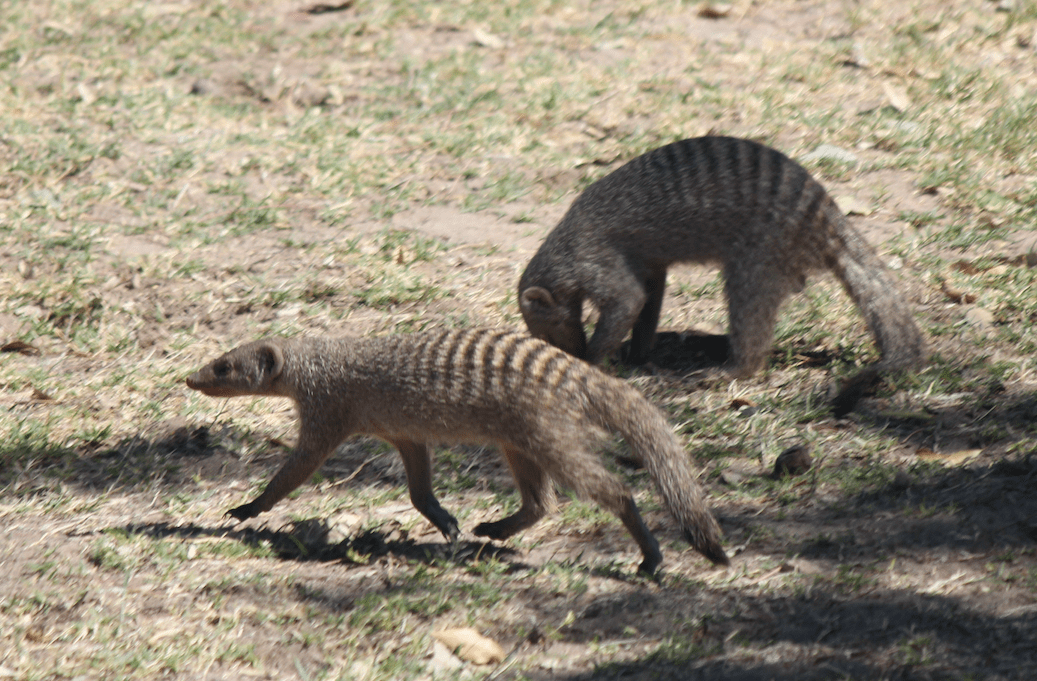 Mongoose.png