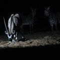 Oryx at Watering&nbsp;Hole