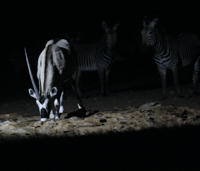 Oryx at Watering Hole