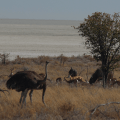 Ostrich Springbok Wildebeest and salt&nbsp;pan