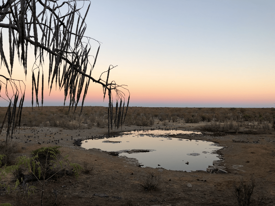 Quiet Sunrise and Watering Hole.png