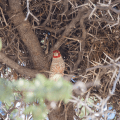 Red-headed Finch