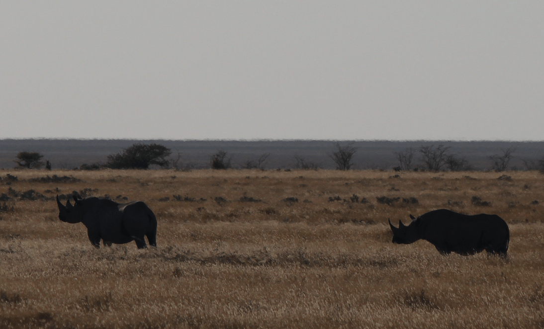 Rhino with salt flat behind