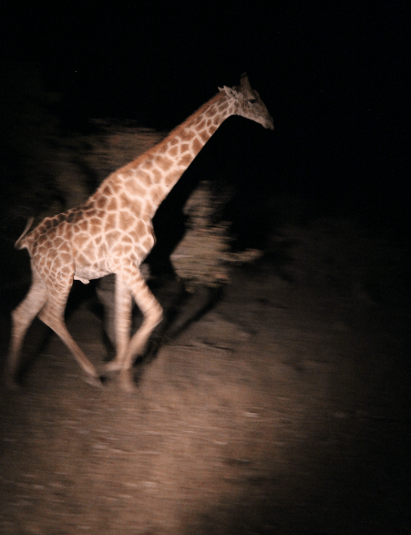 Running Giraffe.png