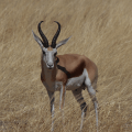 Spring bok