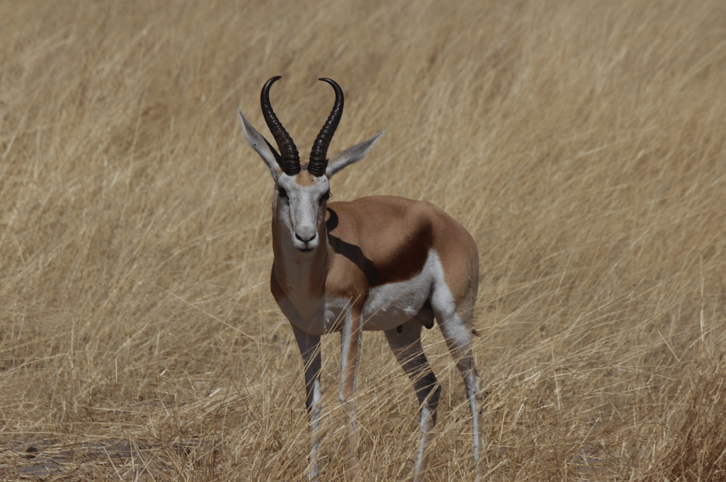 Spring bok.png