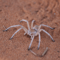 Trapdoor Spider