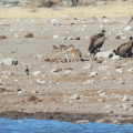 Ugly bird with vultures and Jackal and other&nbsp;bird