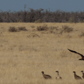 Vultures and Jackal