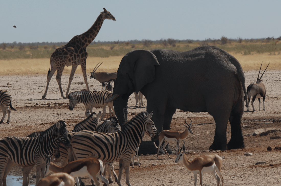 Watering hole - big guys.png