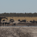 Watering hole –&nbsp;busy