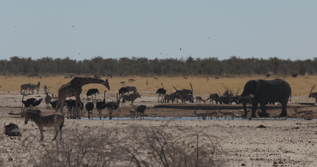 Watering hole - busy.png