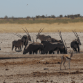 Watering hole –&nbsp;oryx