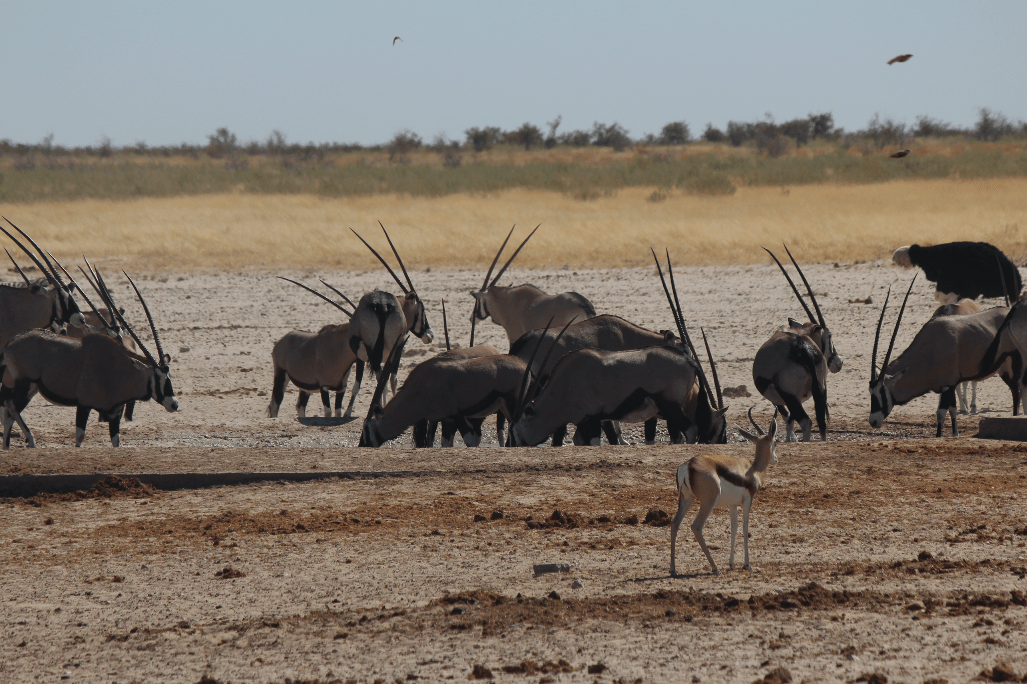 Watering hole - oryx.png