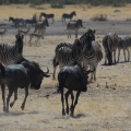 Wildebeest and Zebra