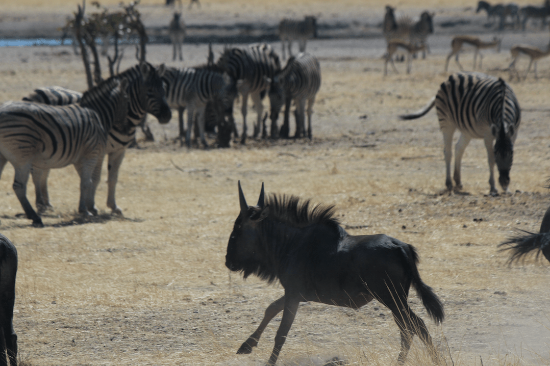 Wildebeest - running.png