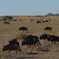 Wildebeests in motion