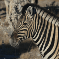 Zebra close up