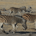 Zebra running