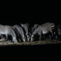 Zebras at Watering&nbsp;Hole