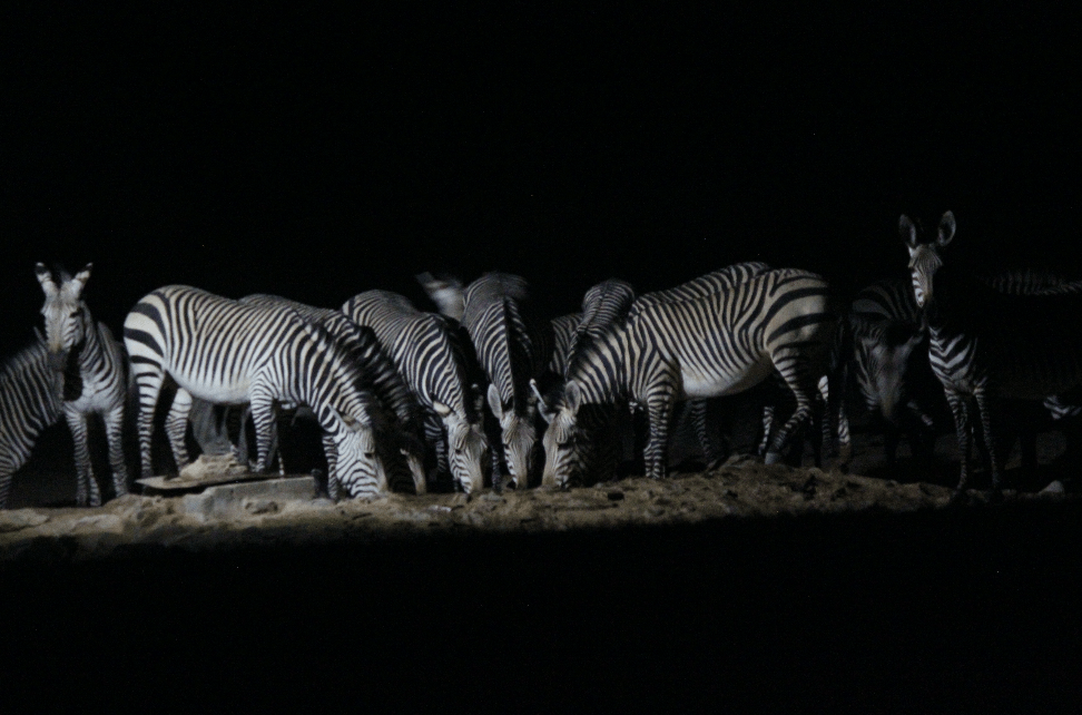 Zebras at Watering Hole