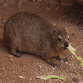 Dassie 2