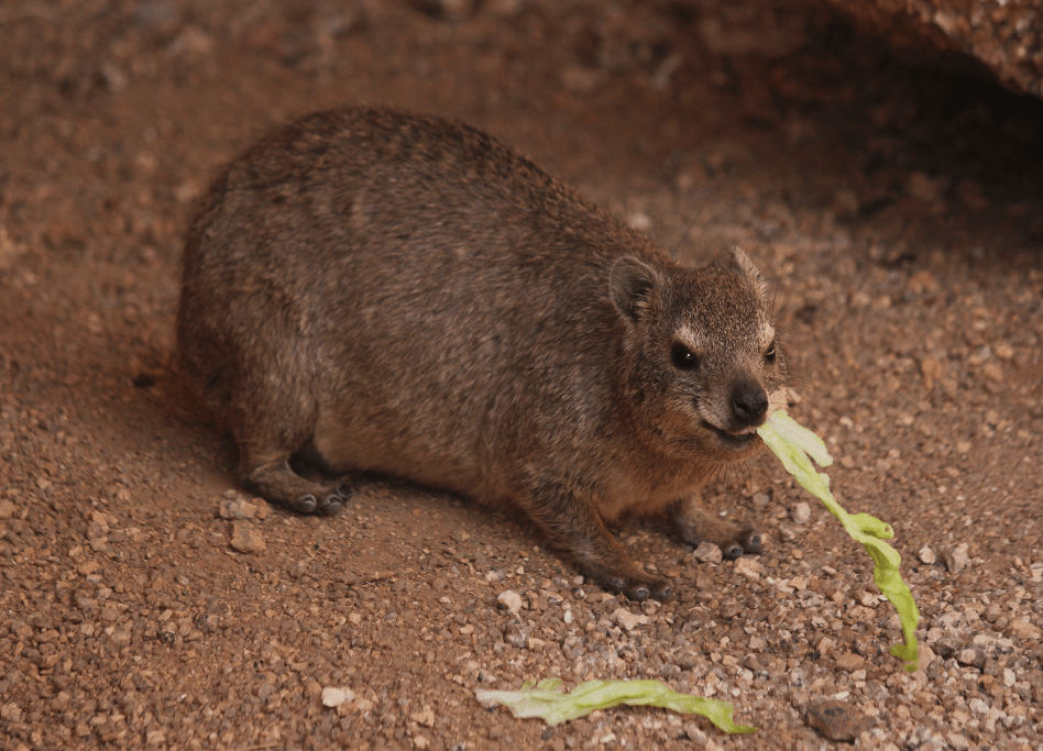 Dassie 2
