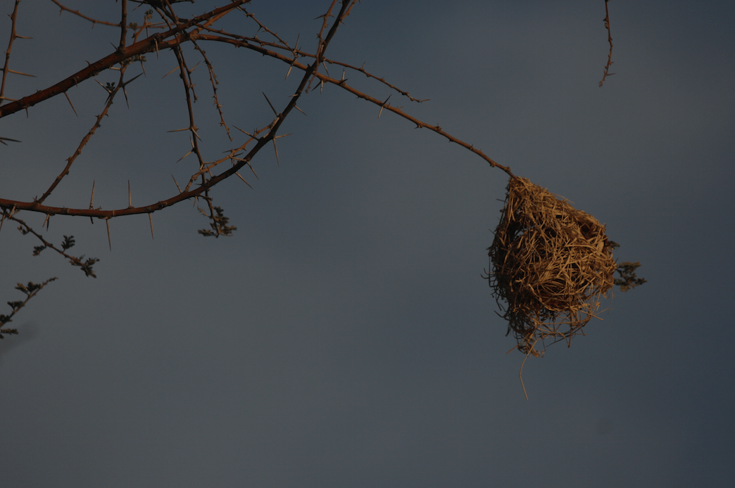 Nest