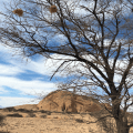 Spitzkoppe Tree